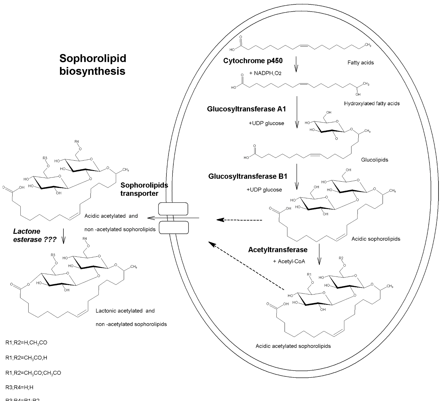 Sophorolipid pathway